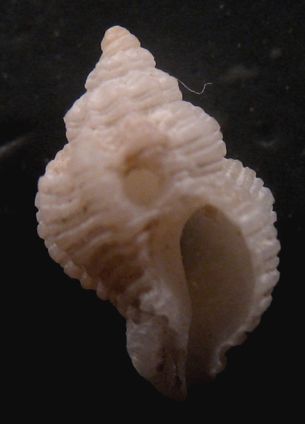 Coralliophila da Lampedusa - 46 m